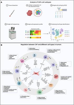 Editorial: Crosstalk between cancer-associated fibroblasts and tumor cells in the tumor microenvironment: an emerging target of anti-cancer immunotherapy